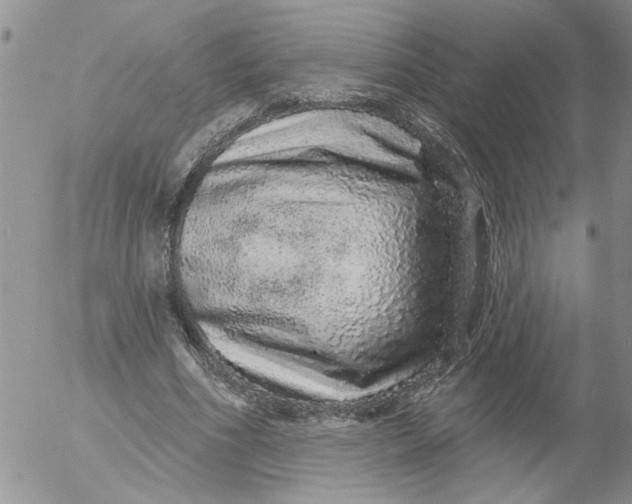 X0000053060586200508011916