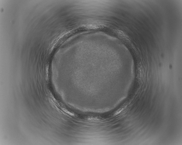 X0000053060596200508011916