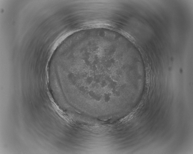 X0000053061031200508011908