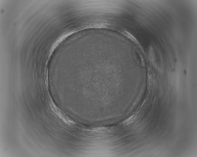 X0000053061035200508011909