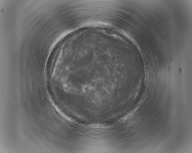 X0000053061037200508011909