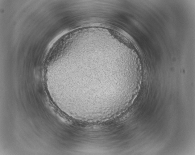 X0000053061051200508011909