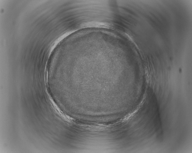 X0000053061125200508011907