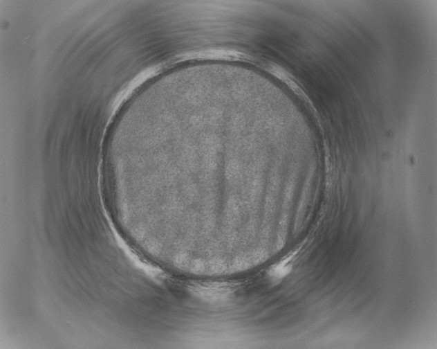 X0000053061237200508011905