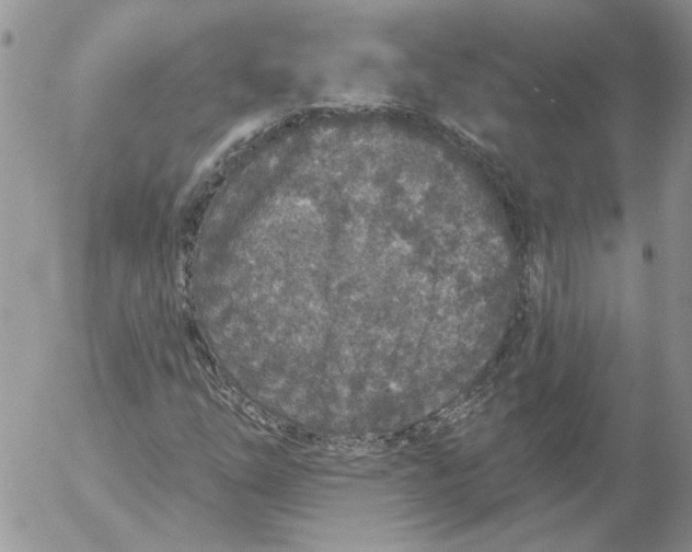 X0000053061254200508011905