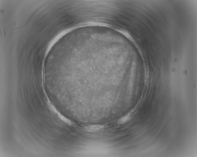 X0000053061294200508011904