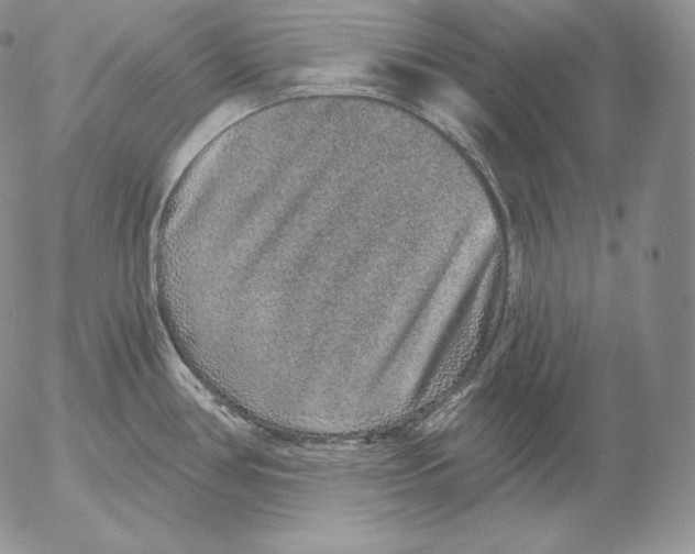 X0000053061386200508011902