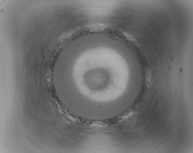 X0000053061445200508011901