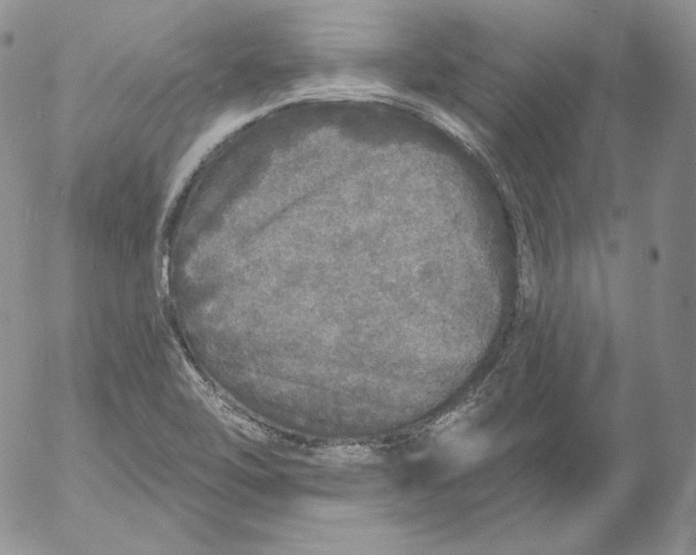 X0000053061462200508011901