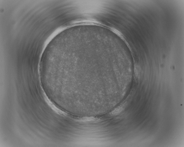 X0000053061482200508011901