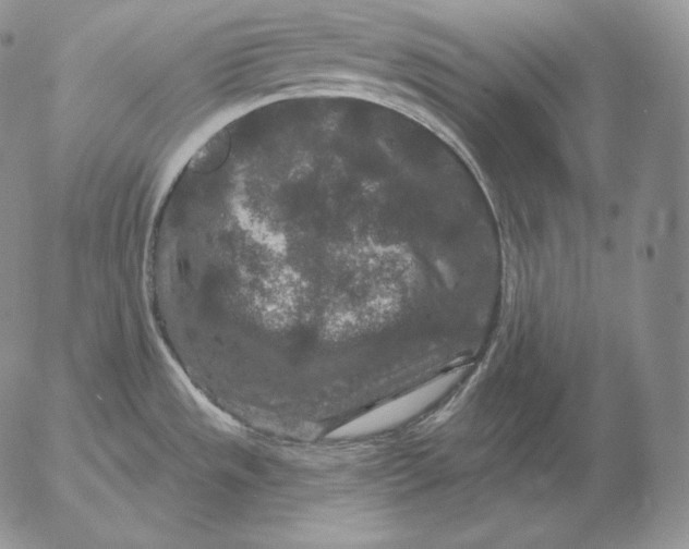 X0000053061533200508011901