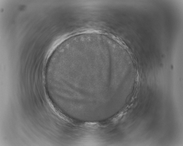 X0000053060055200508081204