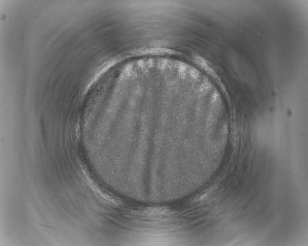 X0000053060063200508081204