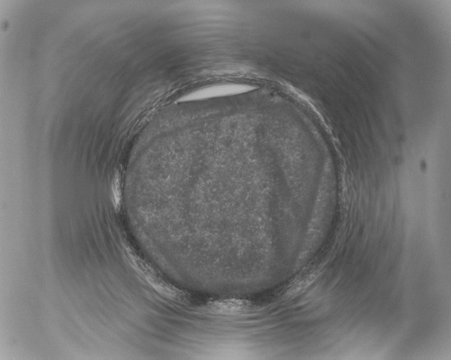 X0000053060069200508081205