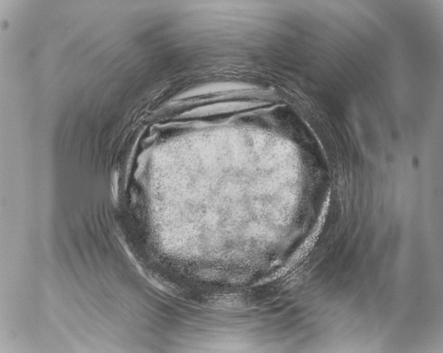 X0000053060070200508081205