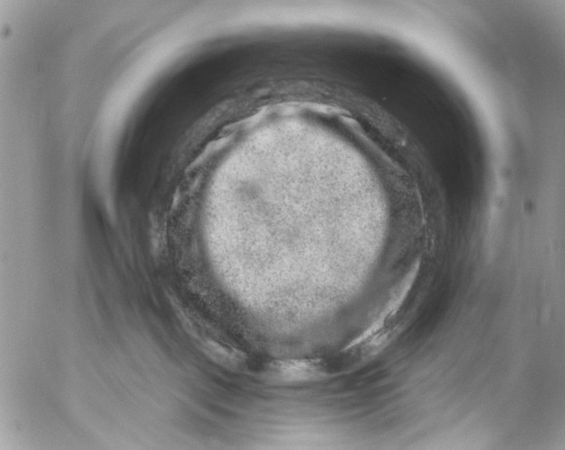 X0000053060093200508081205