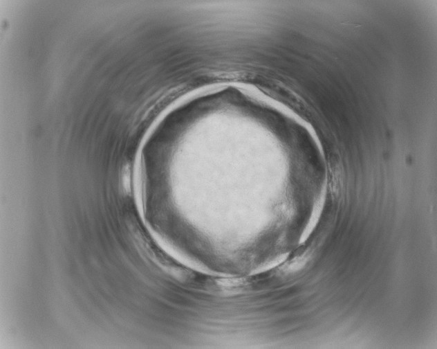 X0000053060095200508081205