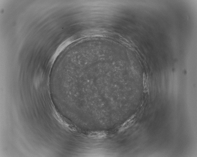 X0000053060099200508081204