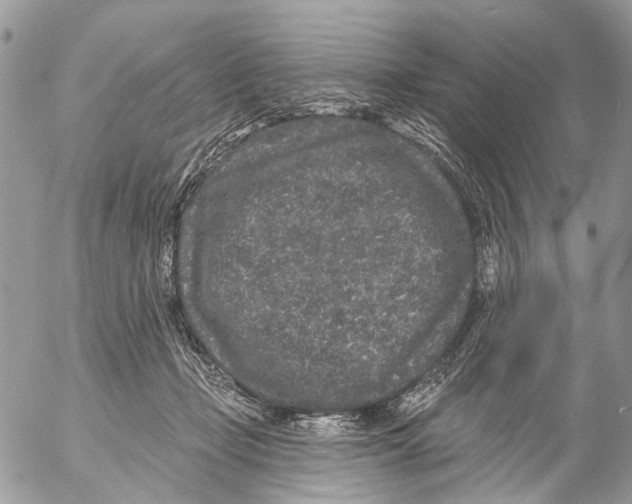 X0000053060365200508081200