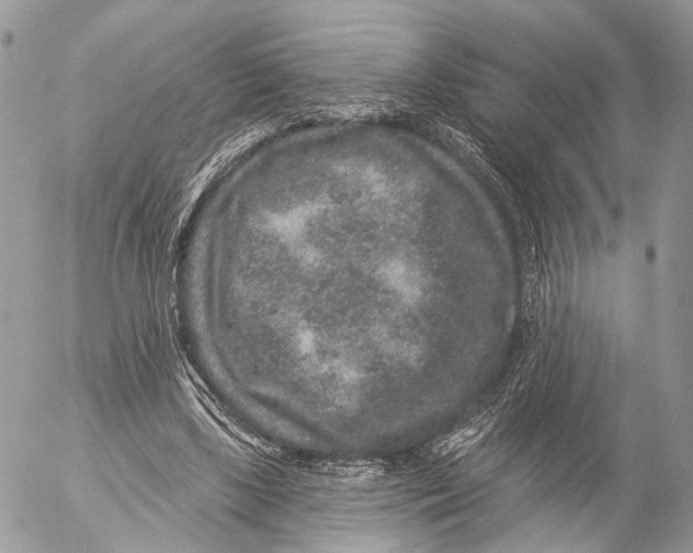 X0000053060443200508081158