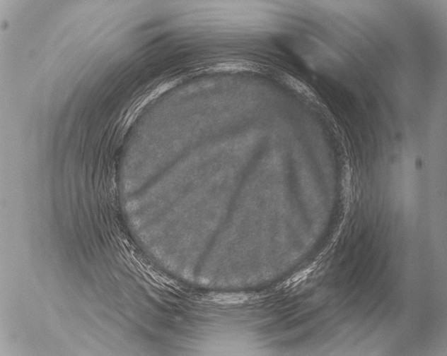 X0000053060825200508081152