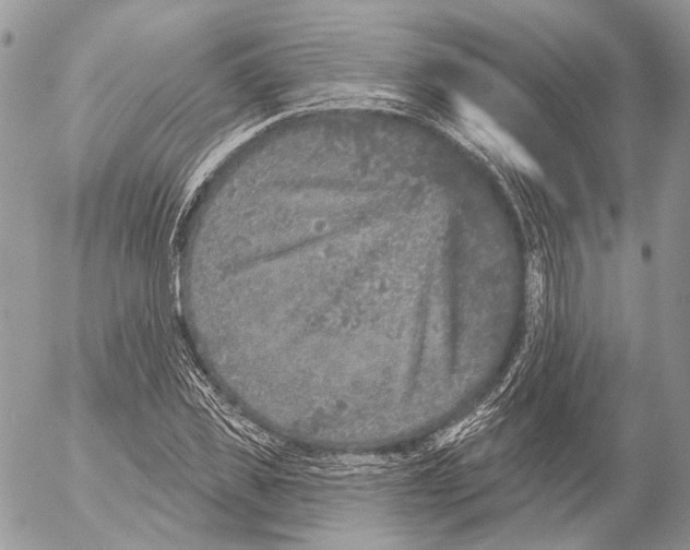 X0000053060925200508081150