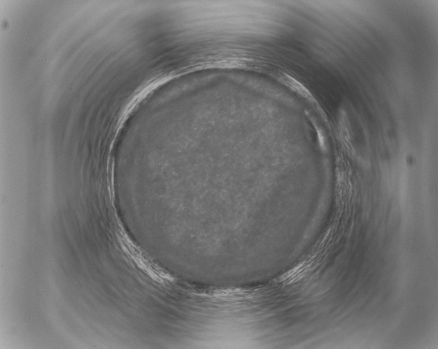 X0000053061035200508081149