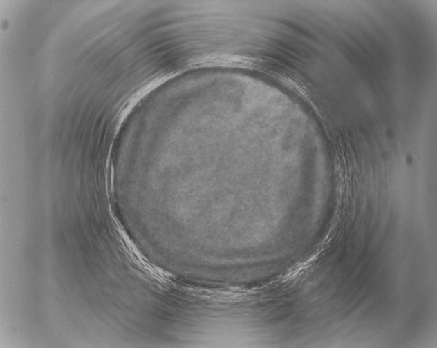 X0000053061125200508081147