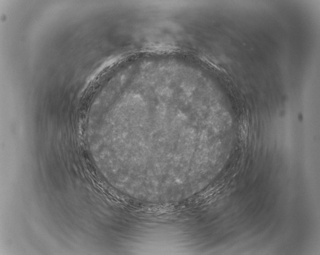 X0000053061254200508081145