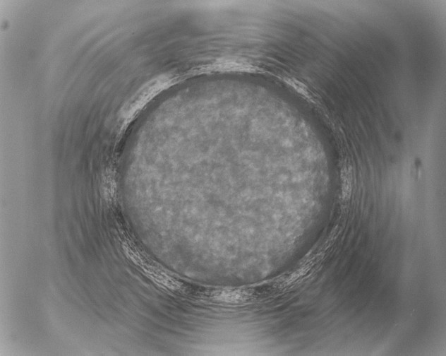 X0000053061266200508081145