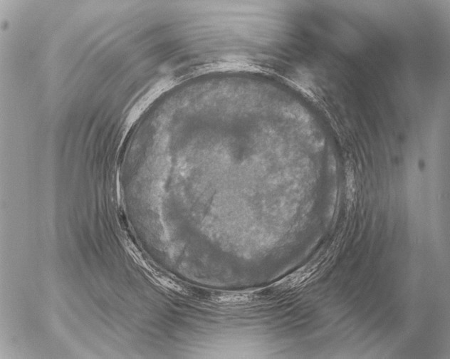 X0000053061274200508081145