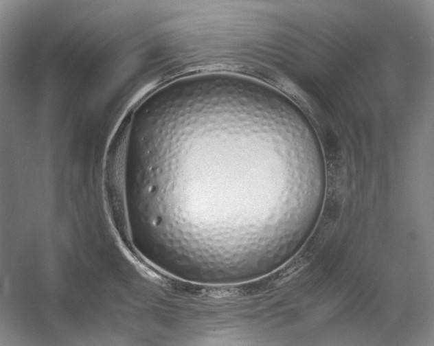 X0000053071095200507251453