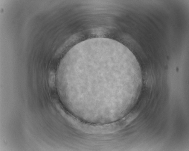 X0000053070036200508011951