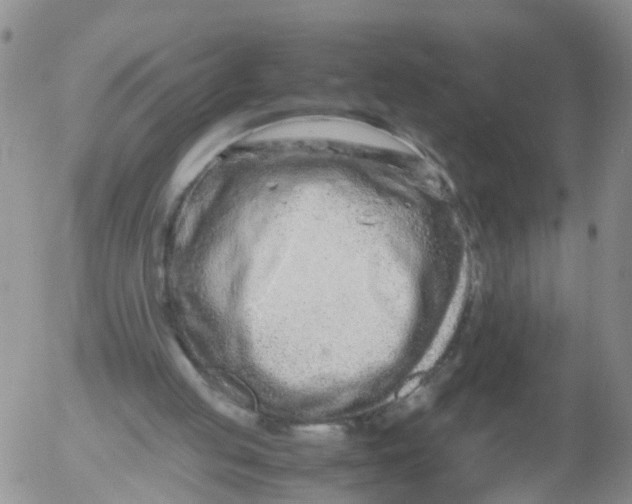 X0000053070053200508011951