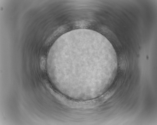 X0000053070036200508081231