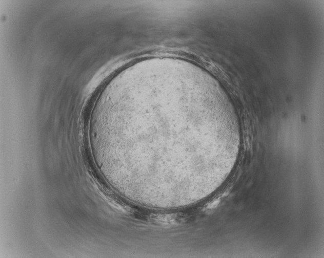 X0000053070295200508081227