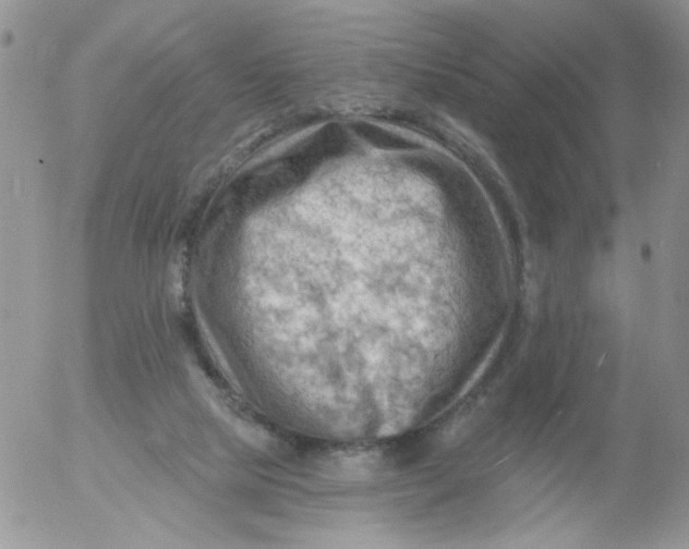 X0000053080065200508012017