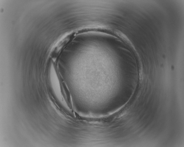 X0000053080436200508012010