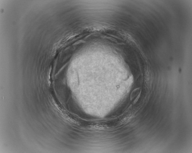 X0000053080545200508012009