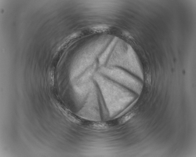 X0000053080666200508012007