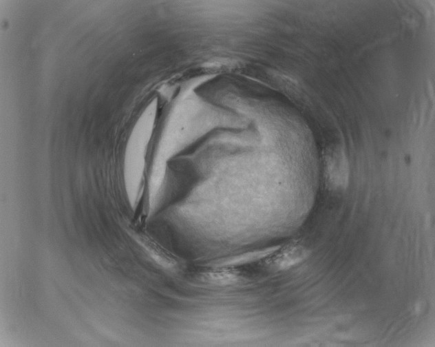 X0000053080668200508012007