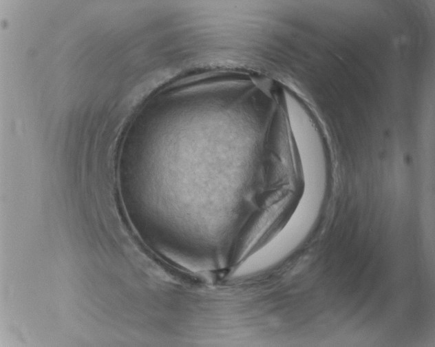 X0000053080673200508012007