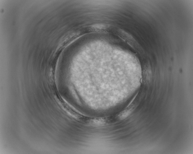 X0000053080765200508012006