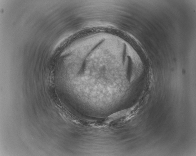 X0000053080775200508012005