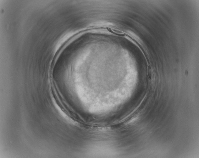 X0000053081055200508012001