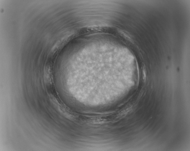 X0000053081060200508012000