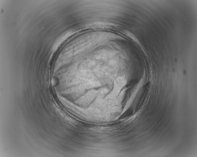 X0000053081075200508012000