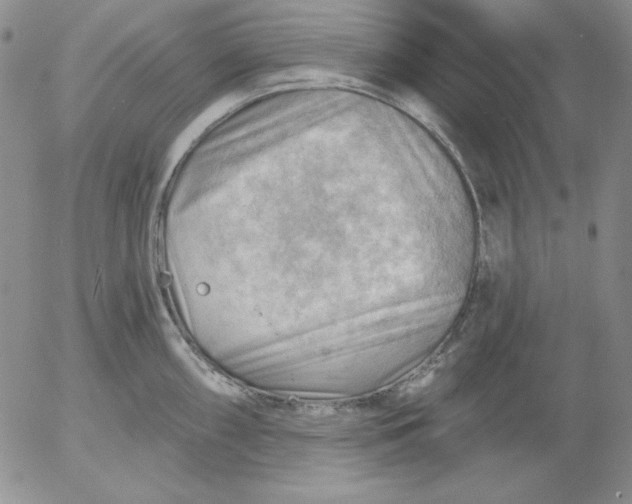 X0000053081098200508012000