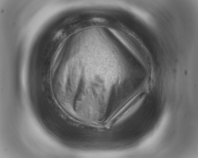 X0000053081199200508011958