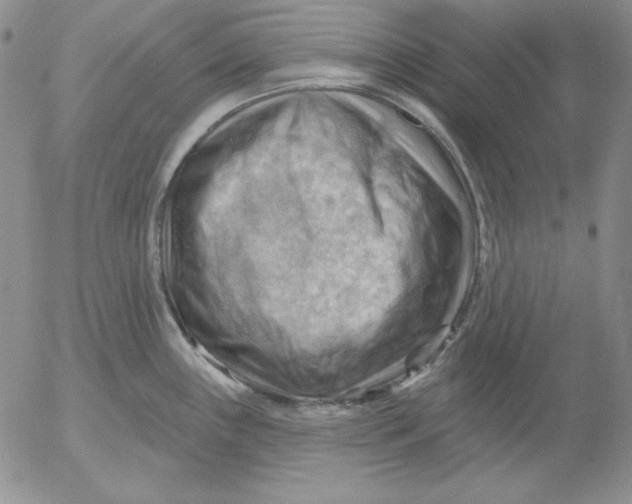 X0000053081243200508011958